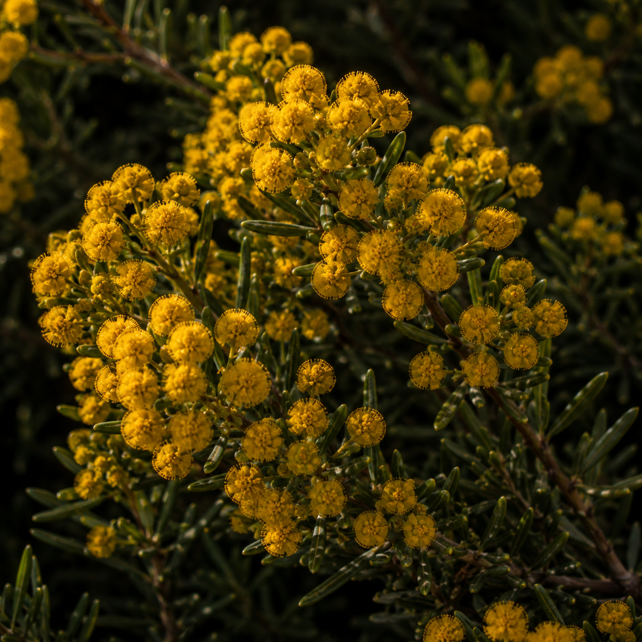 Close view of Leptocarpha rivularis flowers